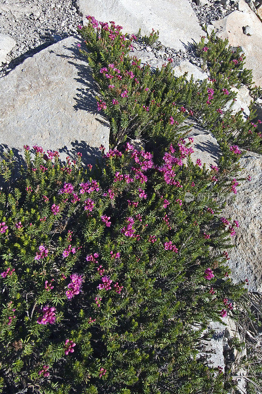 布鲁尔山石楠，Phyllodoce breweri，拉森火山国家公园，加利福尼亚;喀斯喀特山脉。杜鹃花科,